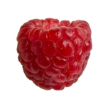 raspberry_vector_blog